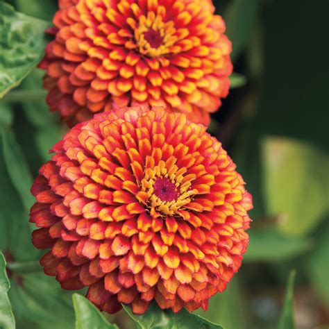 tudor zinnia seeds